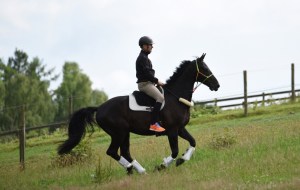 Rider on horseback at a canter